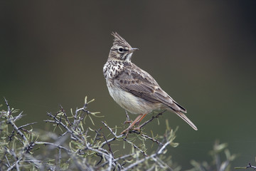 Thekla lark, Galerida theklae