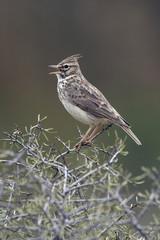 Thekla lark, Galerida theklae