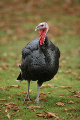 Domestic turkey