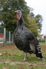 Domestic turkey