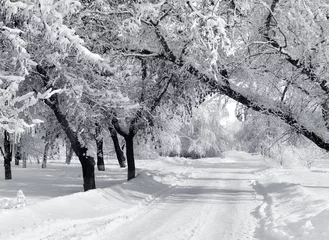 Photo sur Plexiglas Hiver Parc d& 39 hiver, paysage