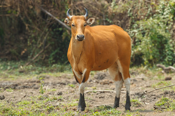 A female Banteng stepping out of the wood