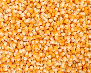 Closeup of corn grains.