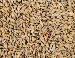 Close up of wheat grains.