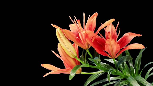 Blooming red lily flower buds ALPHA matte (Lilium Red Twin), tim