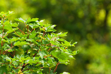 Fototapeta na wymiar Close-up of green leafs of a tree. Foliage. Blurred green backgr