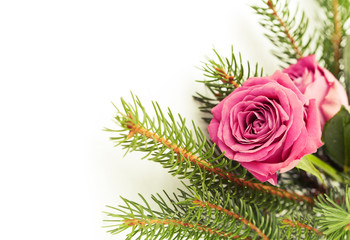 Pink roses and christmas tree branches on white background