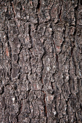 Naklejka premium stara tekstura drzewa