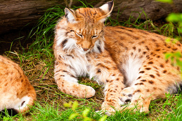 Lynx sleeping in the grass.