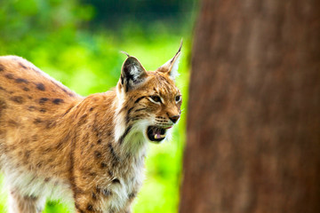 Tired yawning lynx in zoo showing his teeth.