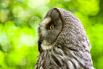 Close-up of great grey owl with yellow eyes in zoo. Blurred gree