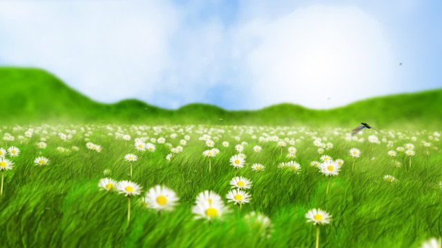 Follow butterfly HD 720p