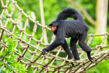 Red faced spider monkey in zoo walking on ropes.