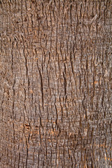 Obraz premium old tree texture