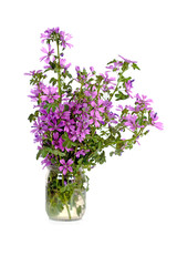 wild violet flowers in glass jar