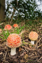 Colorful Fly Agaric buttons