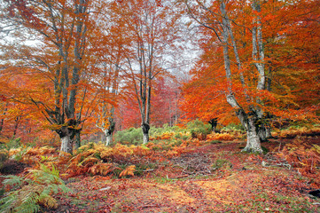 forest in autumn with vivid colors