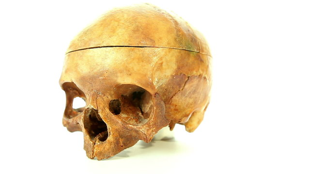 Skull isolated on white background for medical education
