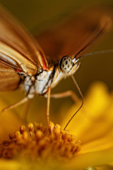Orange butterfly