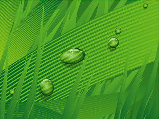 Dew drops on the blade of grass. Vector.