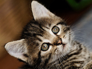 Tabby kitten