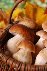 fresh cep (porcini ) mushrooms in the basket