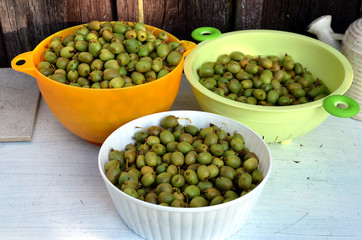 deutsche kleine Kiwis Weiki