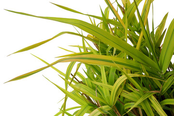 Ornamental grass Phalaris arundinacea Arctic Sun