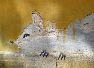 Big cat on yellow old wall