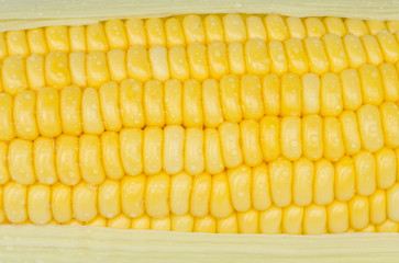 fresh corn