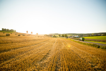 Fototapeta premium Abends auf dem Feld