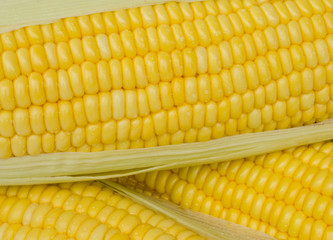 fresh corn