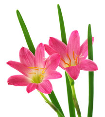 Zephyranthes rosea or Rain lily over white background