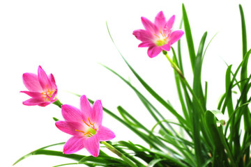 Naklejka premium Zephyranthes rosea or Rain lily
