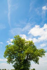 Obraz premium Baum vor blauem Himmel