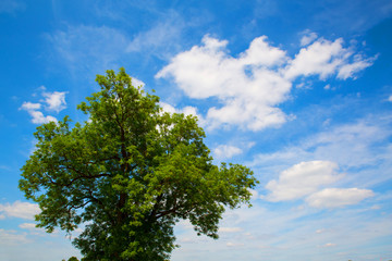 Baum vor blauem Himmel