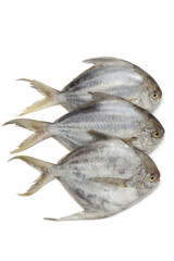 Pomfret fishes