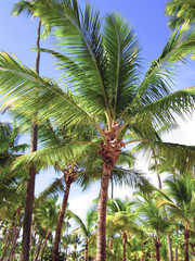 palm tree