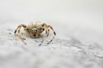 spider close up on a concrete background