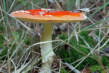 Fly agaric