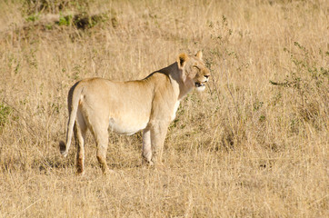 Fototapeta na wymiar Lwica na użytkach zielonych w Kenii