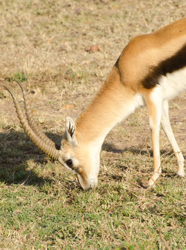 thompson gazelle grazing in kenya