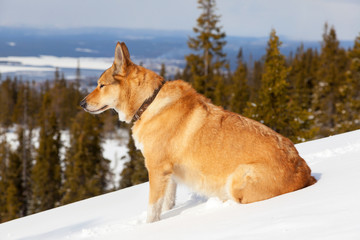 Portrait of a dog in the mountains on the white snow