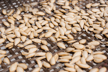Dried  pumpkin seeds ,prepare planting.