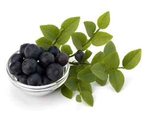 Blue bilberry or whortleberry
