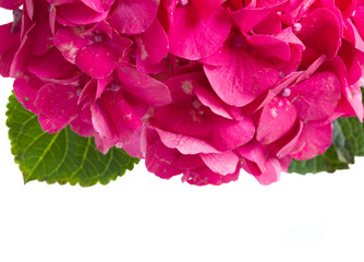 pink hortensia flowers border