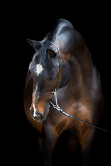 Brown horse head isolated on black, Trakehner horse.