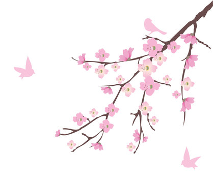 vector cherry blossom with birds