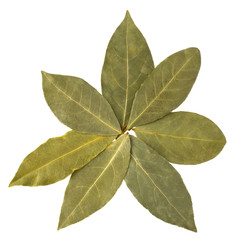 Fototapeta premium Aromatic bay leaves