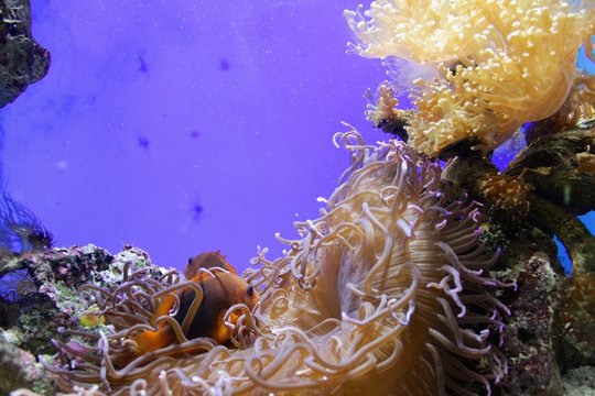 Acquarium